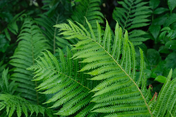 Green forest fern