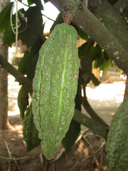 Cacao fruit at Cacao plantation, Theobroma cacao, as a plant that produce cacao fruit which raw material for making chocolate