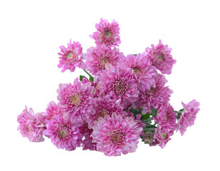 chrysanthemums on transparent png