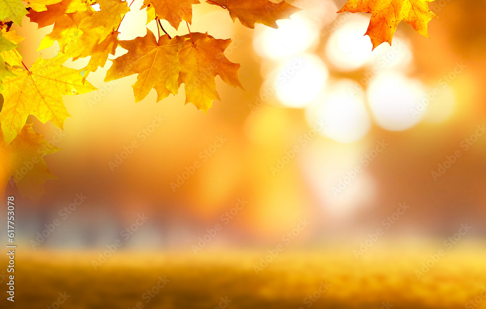Aufkleber beautiful blurred gentle universal natural light autumn background with yellow leaves and blurred bo