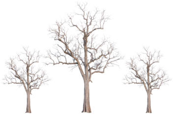 silhouette of a tree