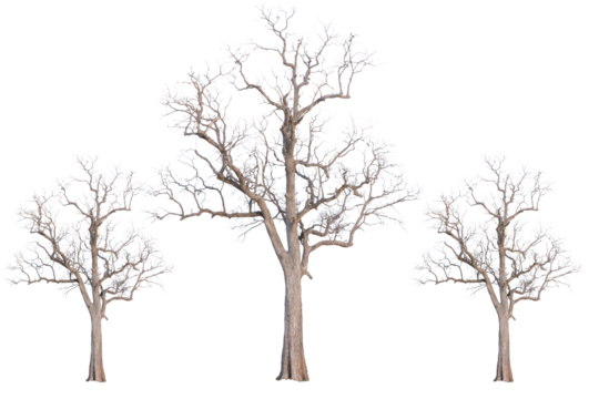 silhouette of a tree