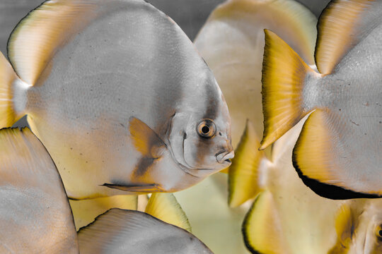 A photo of a group of Orbicular batfish swimming in aquarium