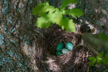Niebieskie jaja w gnieździe dzikiego leśnego ptaka. © Tomasz