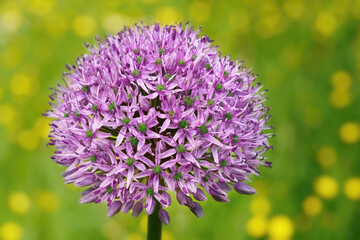 Zierlauch (Allium) lila Blüte in Nahaufnahme vor dem grün gelben Bokeh einer Blumenwiese im Frühling - Deutschland