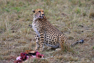 Leopard with just caught prey