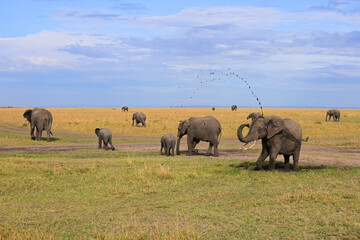 Obraz premium Herd of wild elephants in a natural environment