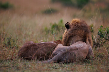 A photo of Lion and Lioness resting in early morning in Savannah in Masai Mara in September 2022