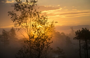 Sunrise in the swamp