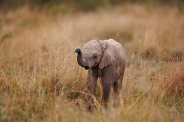 African Elephant Calf – Masai Mara, Kenya © mktuteja