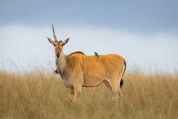 One-Horned Eland in Masai Mara, Kenya