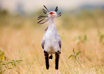 Portrait of Secretary Bird – Masai Mara, Kenya