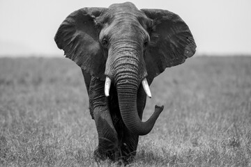 A black and white portrait photo of a African elephant shot in Masai Mara Kenya