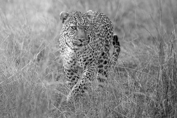 Black and White Photo of Leopard Bahati – Masai Mara, Kenya (September 2022)