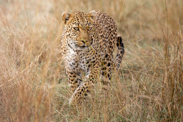 Leopard Bahati in Masai Mara, Kenya – September 2022