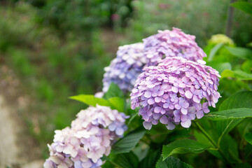 満開のアジサイ