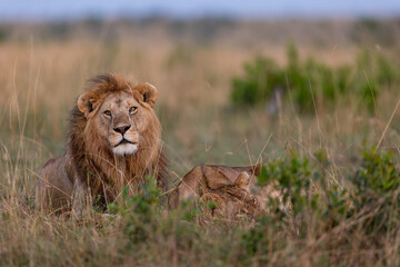 Lion and Lioness Resting in Early Morning – Masai Mara, Kenya (September 2022)