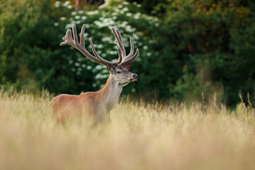 Majestic red deer stag standing in the tall grass. Deer male with enormous antlers covered in velvet. 18-pointer, Red deer, Cervus elaphus, wildlife, Slovakia.