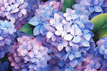 Full frame of blue and pink hydrangeas background, created using generative ai technology