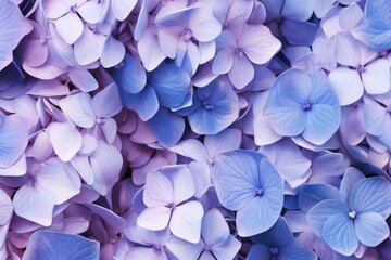 Full frame of blue and pink hydrangeas background, created using generative ai technology