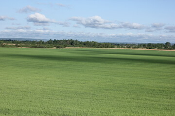 landscape with green onions and blue sky on the horizon
