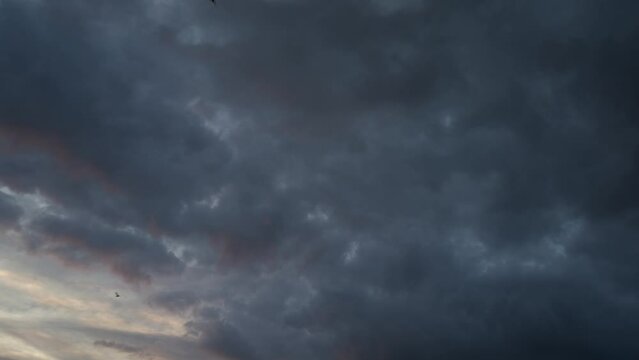 Birds flying at sunset with dark clouds