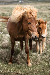 Naklejka na ściany i meble Icelandic horse horses grass landscape nature