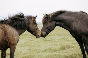 Icelandic horse horses grass landscape nature