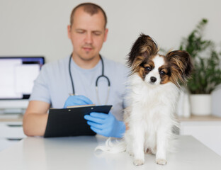 Little dog sitting on medical table while veterinarian in uniform and gloves writing something