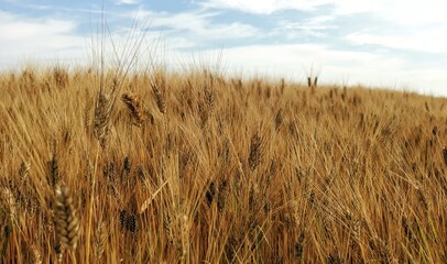 An evocative marco shot revealing the intricate details of a naturally grown, organic mature barley spike. 