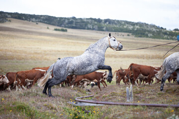 Obraz na płótnie Canvas Cattle Ranch in south patagonia argentina