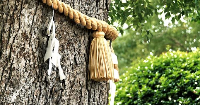 rope knot (shimenawa) on  tree trunk at Japanese shrine, faith,sacred concept.