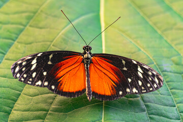 Fototapeta na wymiar tarricina longwing butterfly, (Tithorea tarricina), with open wings, on a green leaf