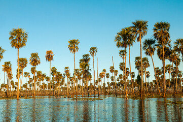 Palms landscape in La Estrella Marsh, Formosa province, Argentina.