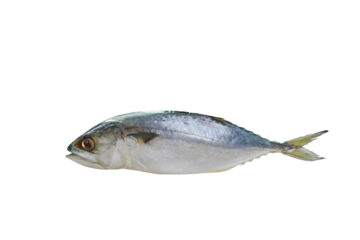 mackerel  sea fish   PNG transparent