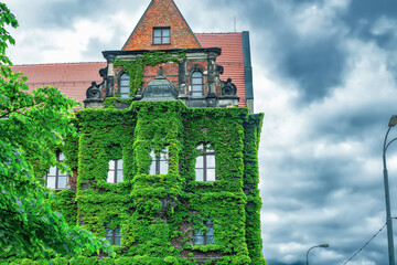 Wroclaw National Museum, part of old building covered with green ivy leaves in Poland