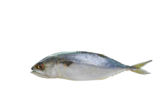 mackerel  sea fish   PNG transparent