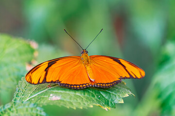 Fototapeta na wymiar Julia butterfly, (Dryas iulia), with open wings, on a green leaf, with green vegetation background