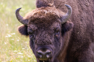European bison (Bison bonasus) portrait