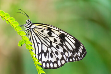 Paper Kite butterfly, (Idea leuconoe), resting on a green leaf, with closed wings, and with green vegetation background