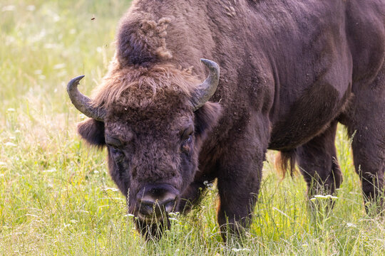 European bison (Bison bonasus) portrait