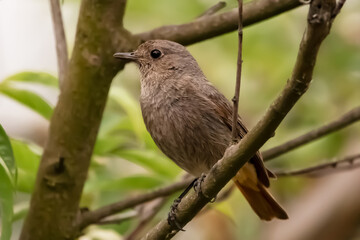 Obraz premium Kopciuszek