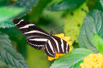 Zebra longwing butterfly ,   (Heliconius charithonia(, with open wings,  on a yellow flower