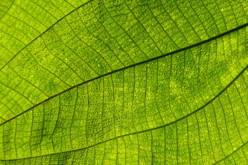 Fototapeta na wymiar Close-up abstract detail of a leaf