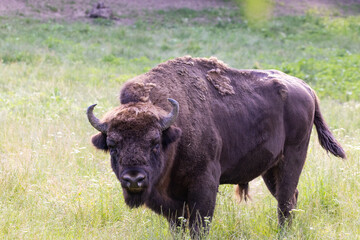 European bison (Bison bonasus) in summer