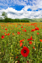 Poppy field in Transylvania, Romania