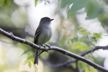  least flycatcher (Empidonax minimus) in summer