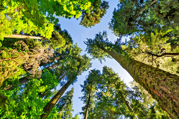 Tollest trees on the planet from Vancouver island