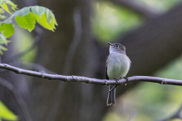  least flycatcher (Empidonax minimus) in summer