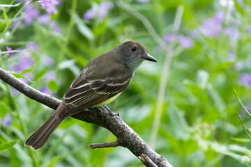  great crested flycatcher (Myiarchus crinitus)